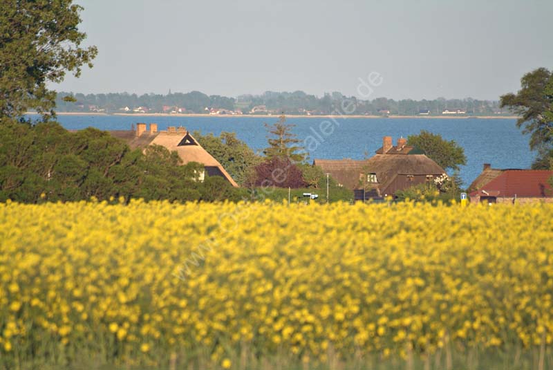 Blick_Rapsfeld_Niehagen_Saaler_Bodden_01