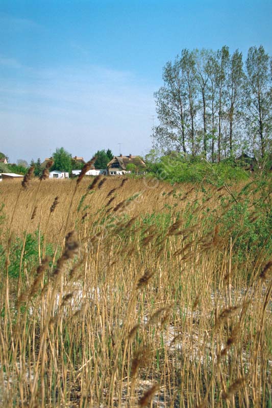 Bodstedt_hinter_Schilfgras