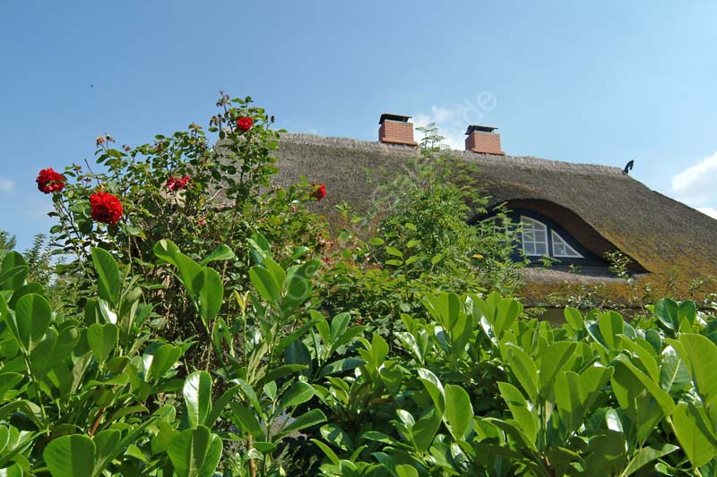 Born_Gaube_Rosen_Rohrdach