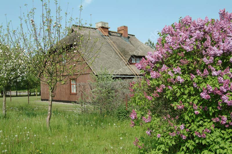 Wieck_Rohrdachhaus_Flieder_01