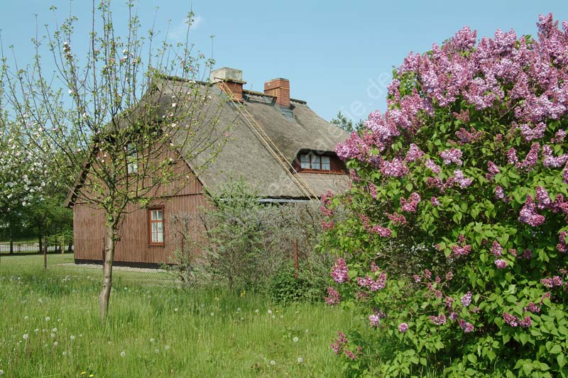 Wieck_Rohrdachhaus_Flieder_02