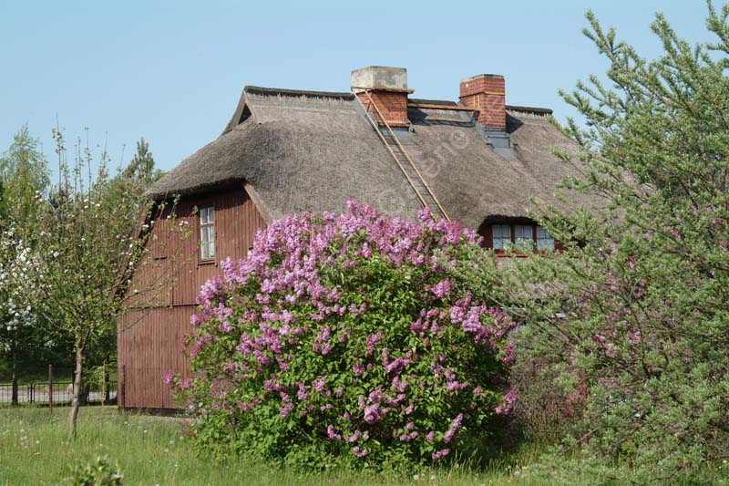 Wieck_Rohrdachhaus_Flieder_03