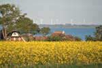 Blick_Rapsfeld_Niehagen_Saaler_Bodden_02