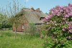 Wieck_Rohrdachhaus_Flieder_01