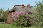 Wieck_Rohrdachhaus_Flieder_03
